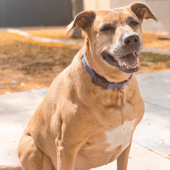 Meet your Posher, Taylor - Picture 3 of 6